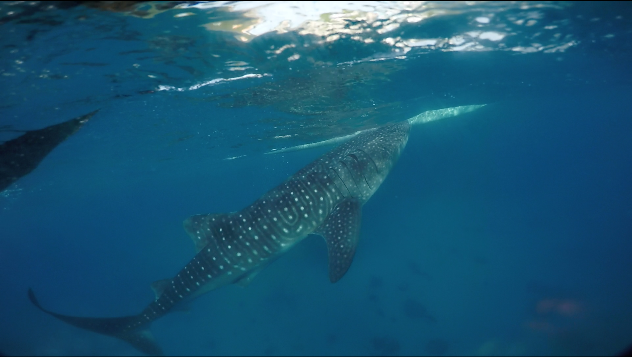 Whale Shark Tour and Tumalog Waterfall Tour