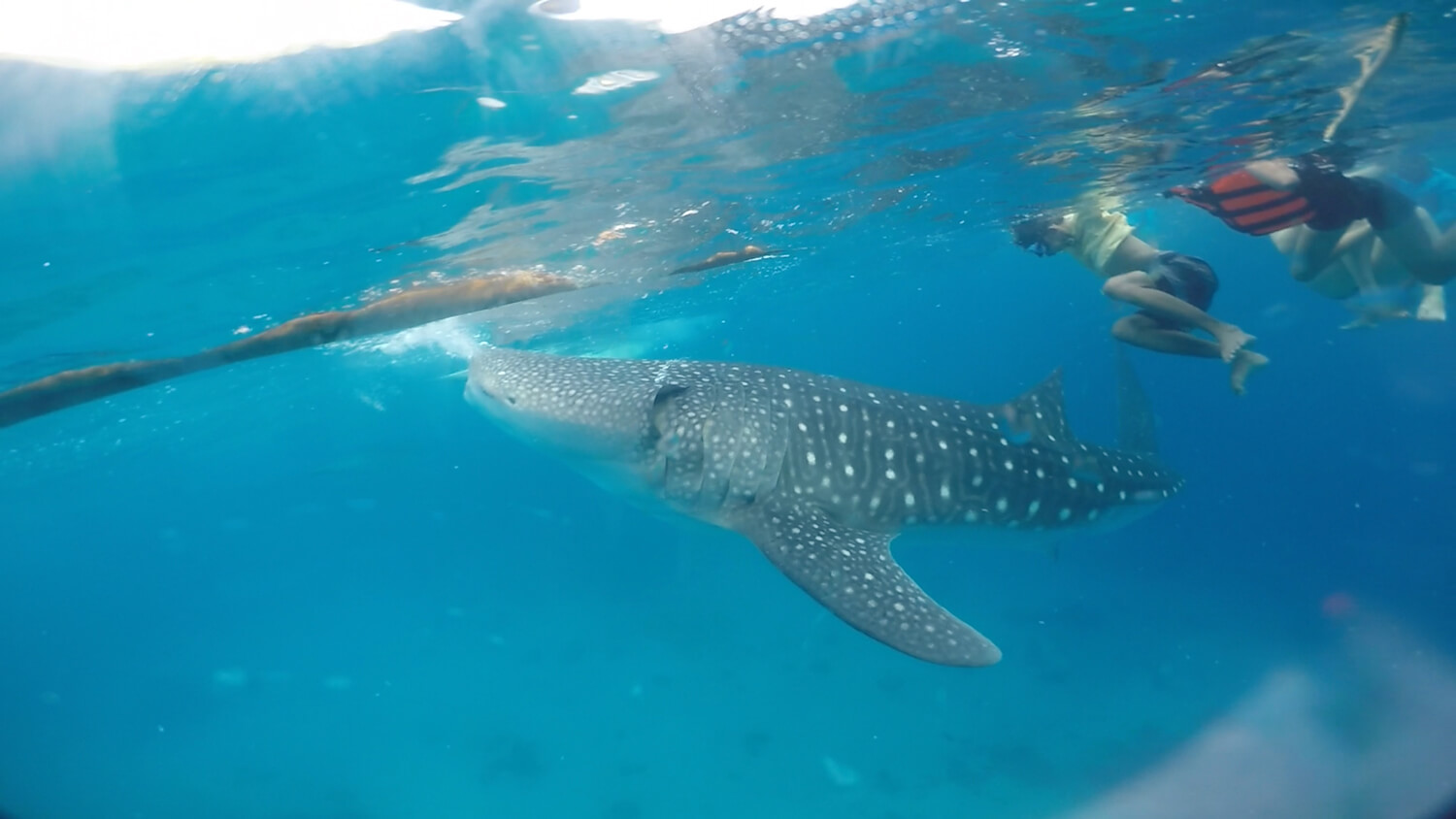 Whale Shark and Sumilon Island Swimming Tour