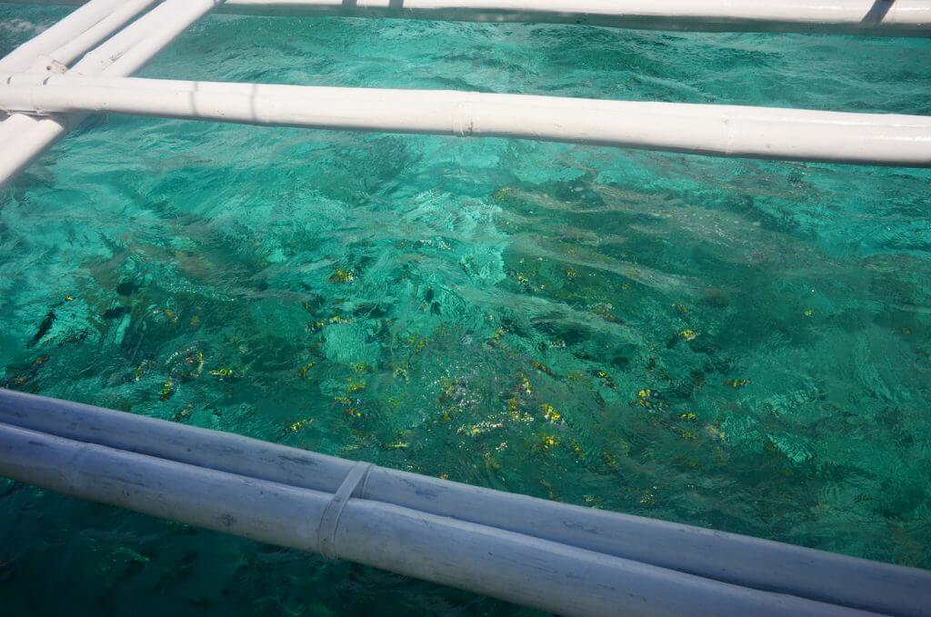海