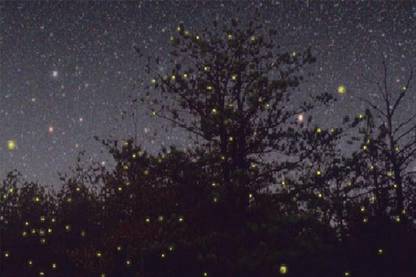 Bohol Firefly Tour