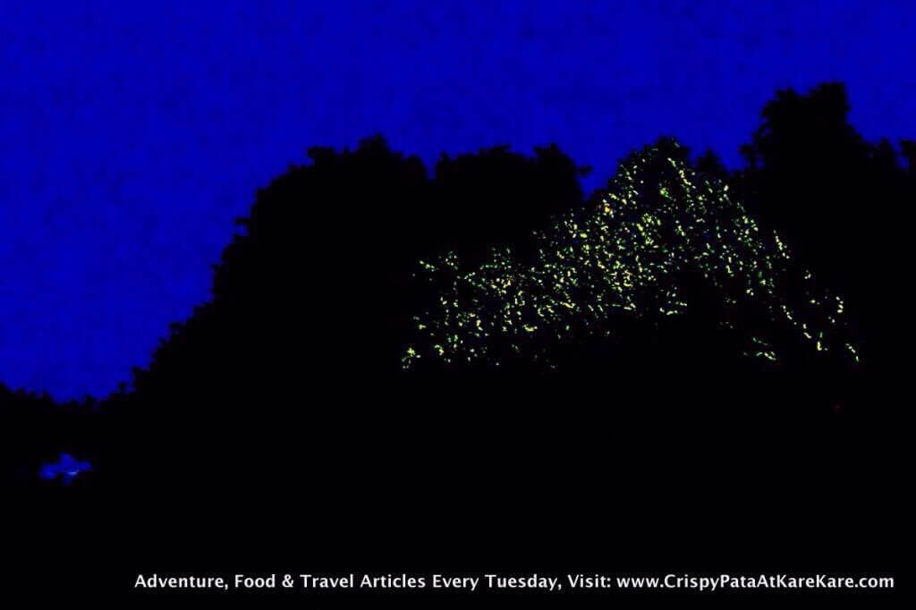 firefly